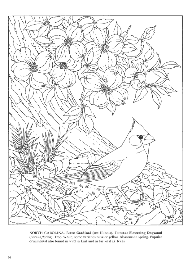 Download 34 State Birds And Flowers Coloring Book